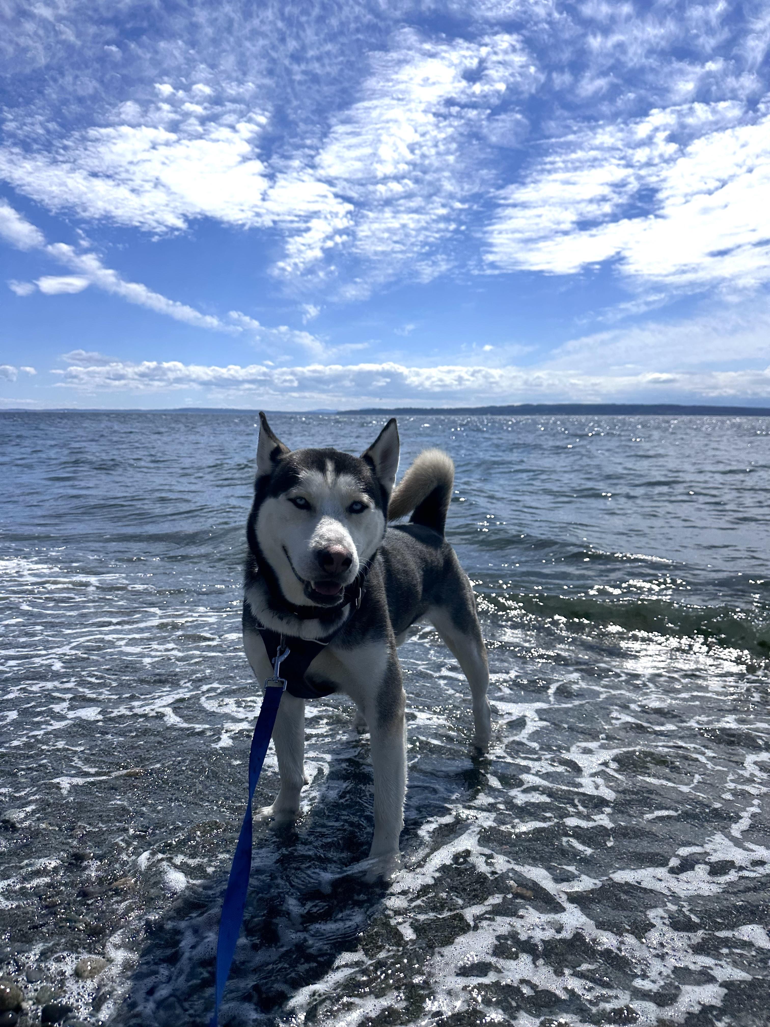 Ocean, a ADOPTABLE mixed breed in Seattle, WA image 6/6