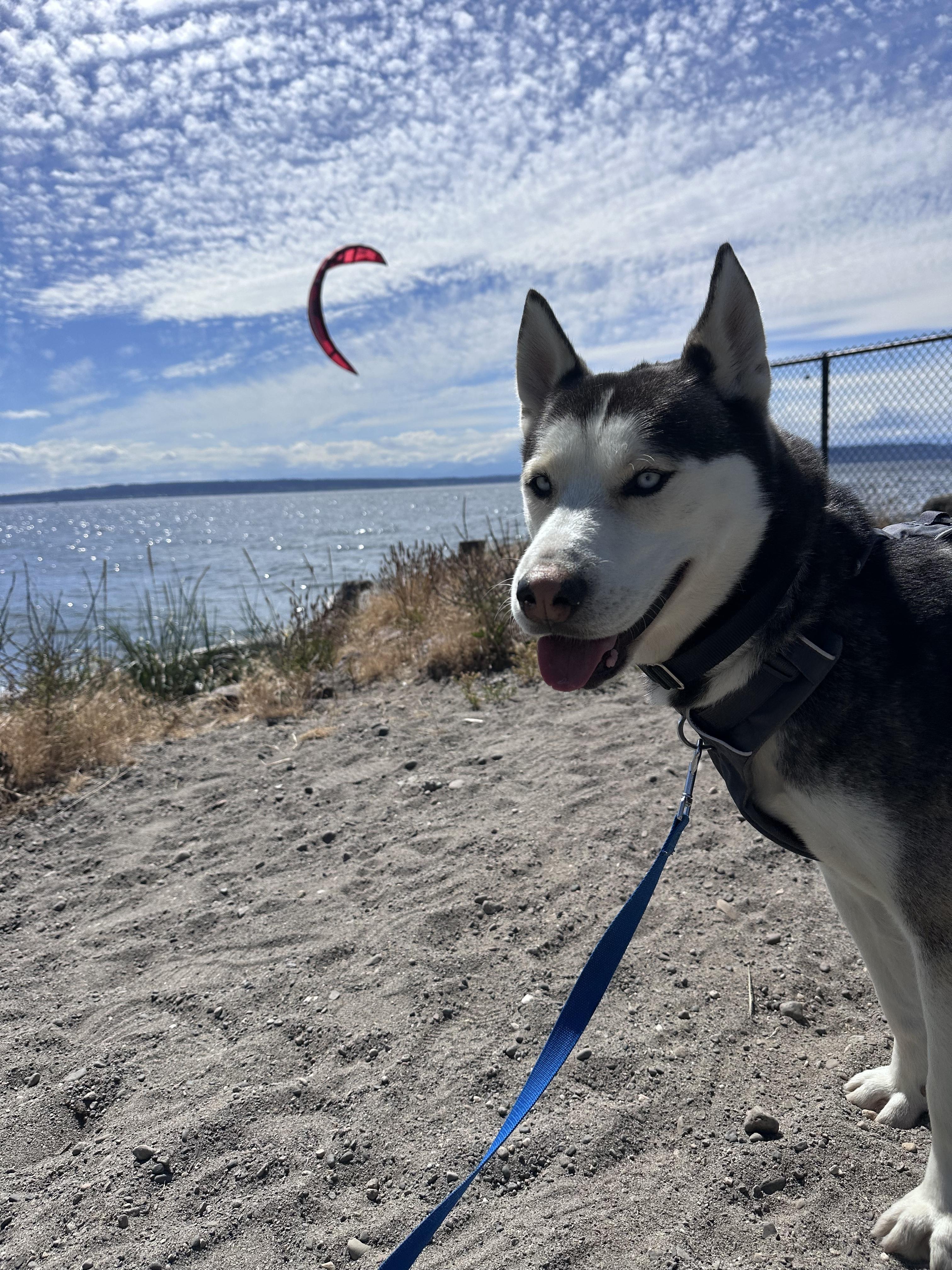 Ocean, a ADOPTABLE mixed breed in Seattle, WA image 5/6