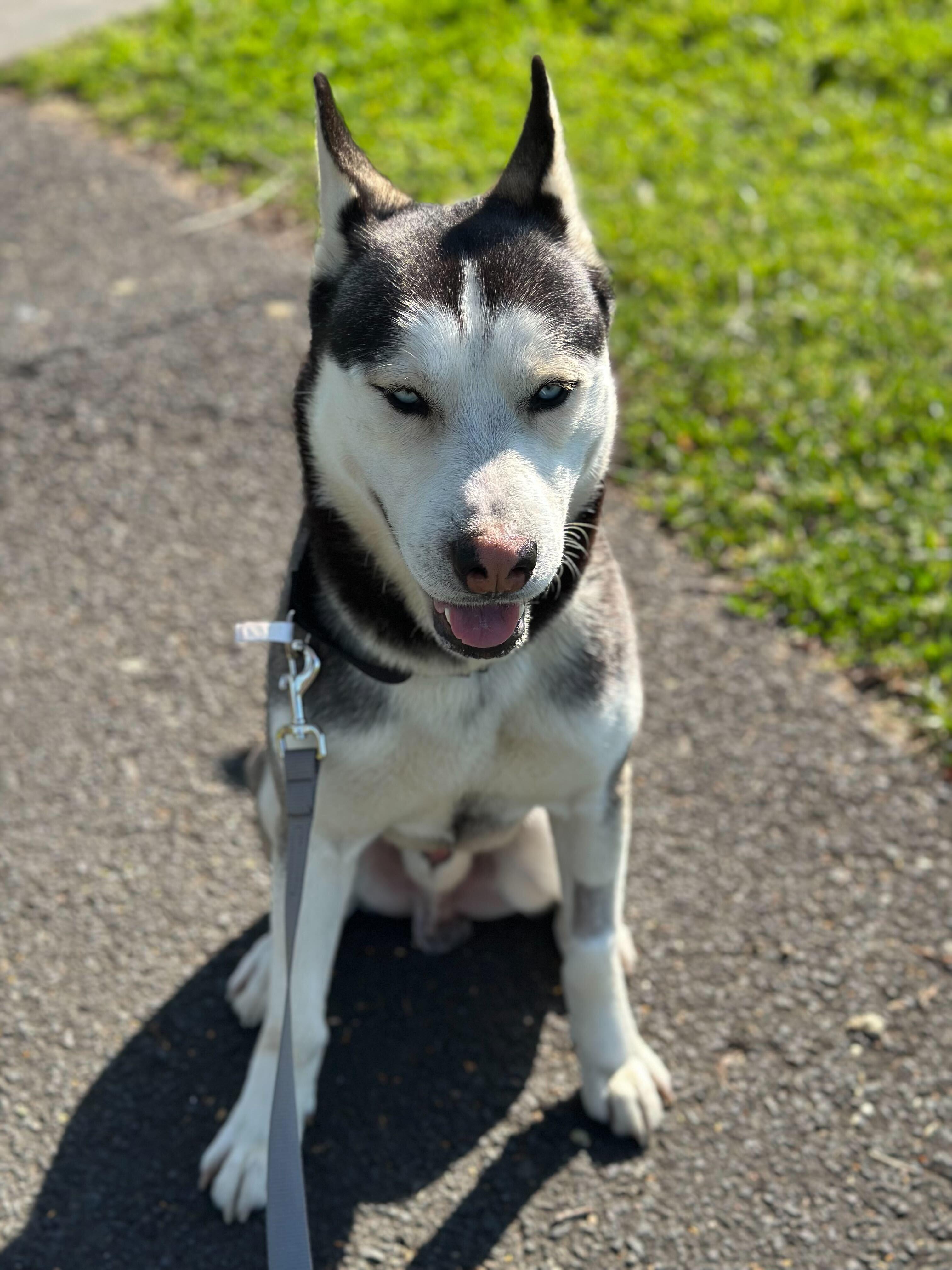 Enlarge Ocean, a ADOPTABLE Siberian Husky in San Rafael, CA image 3/6