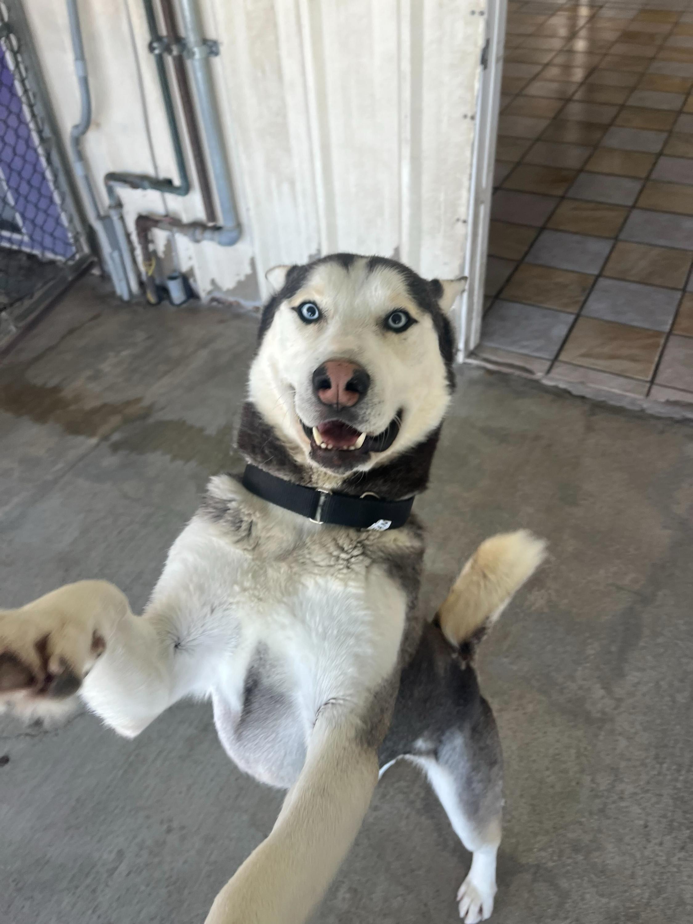 Enlarge Ocean, a ADOPTABLE Siberian Husky in Rohnert Park, CA image 2/6