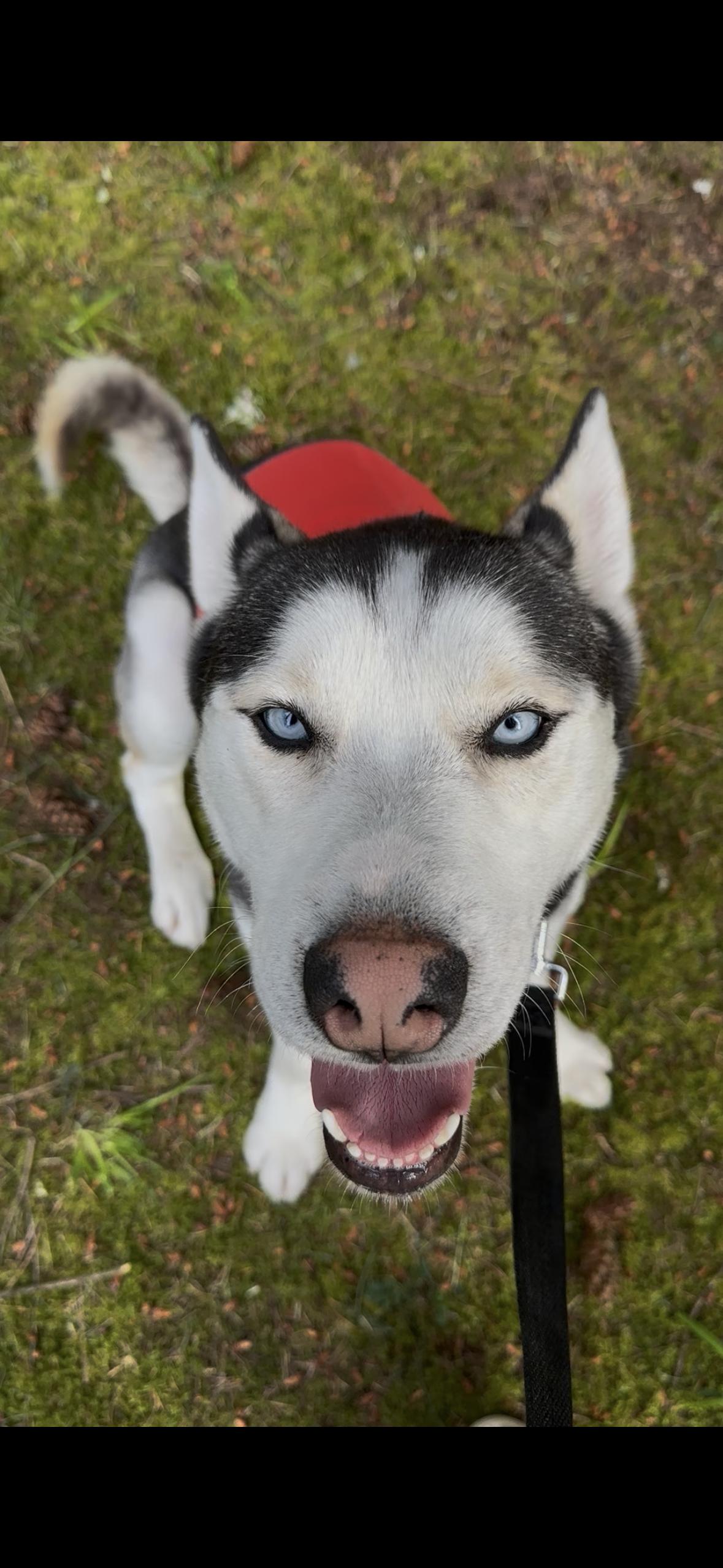 Ocean, a ADOPTABLE mixed breed in Seattle, WA image 2/6
