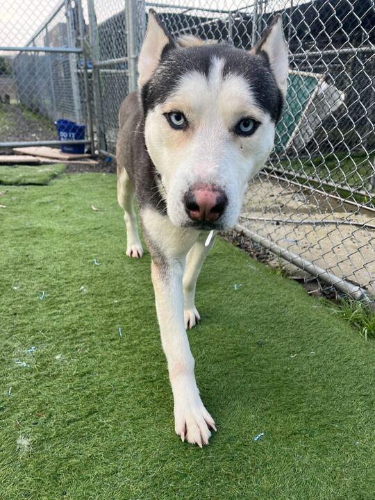 Enlarge Ocean, a ADOPTABLE Siberian Husky in San Rafael, CA image 5/6