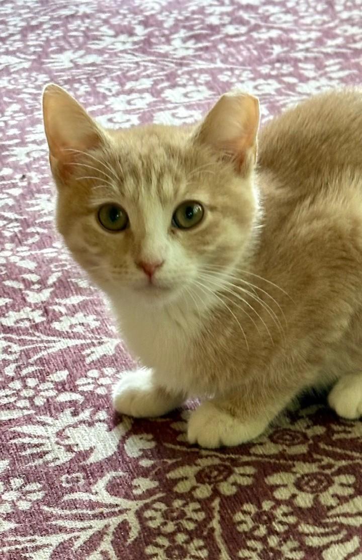 Enlarge Pumpkin, an adopted mixed breed in Columbia, SC image 2/2