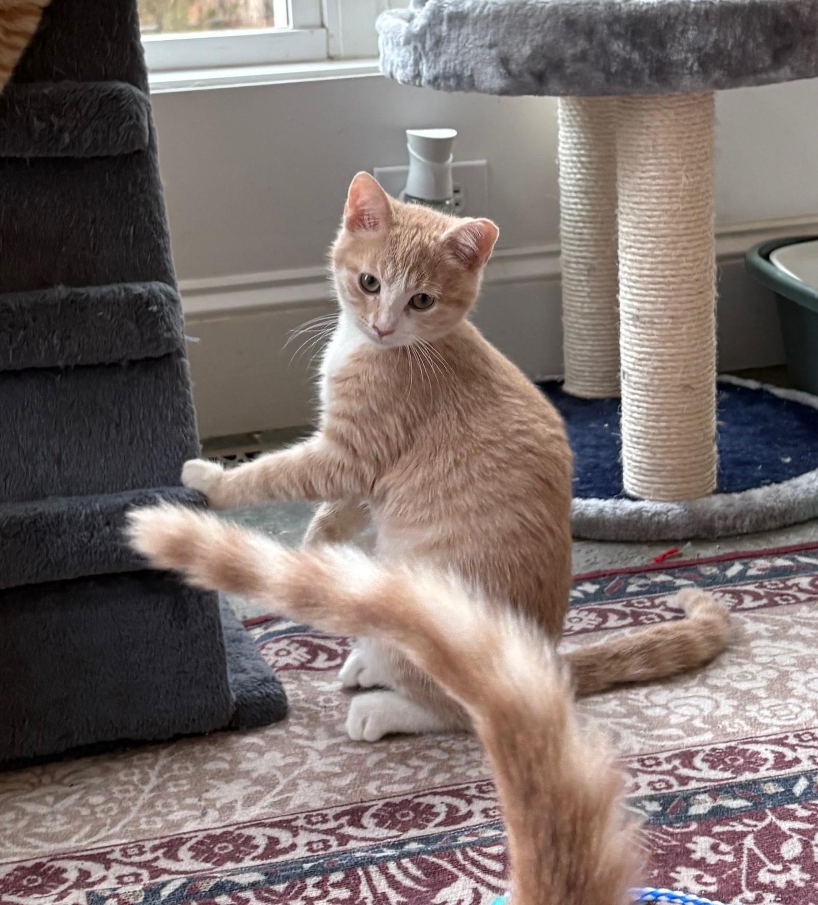 Pumpkin, adopted, Young Female Tabby & Domestic Short Hair.