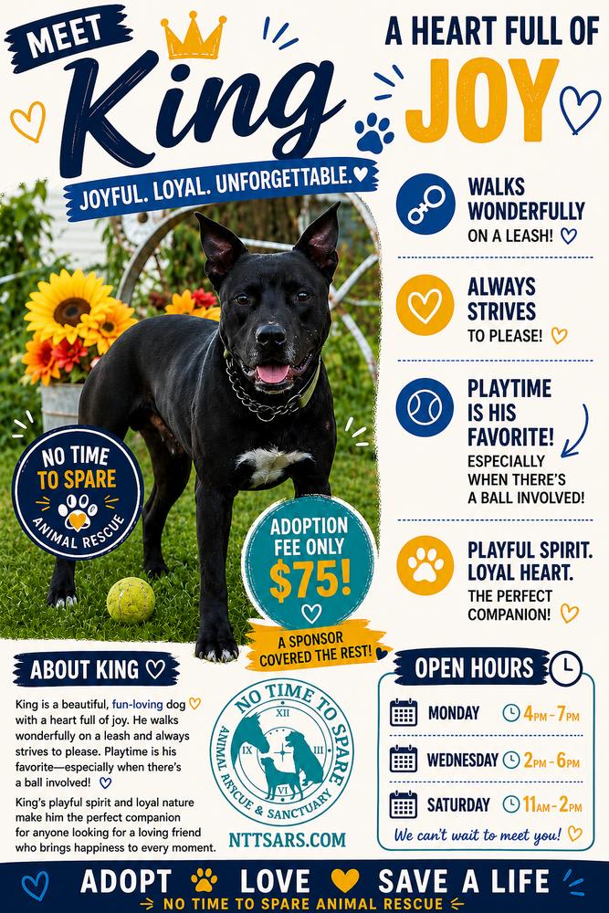 DK- King, Adoptable, Adult Male Shepherd & Mixed Breed.