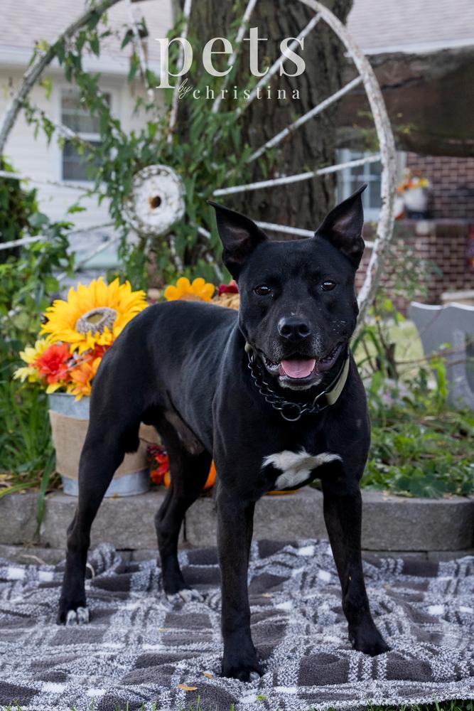 DK- King, a Adoptable mixed breed in Warrenton, MO image 1/6