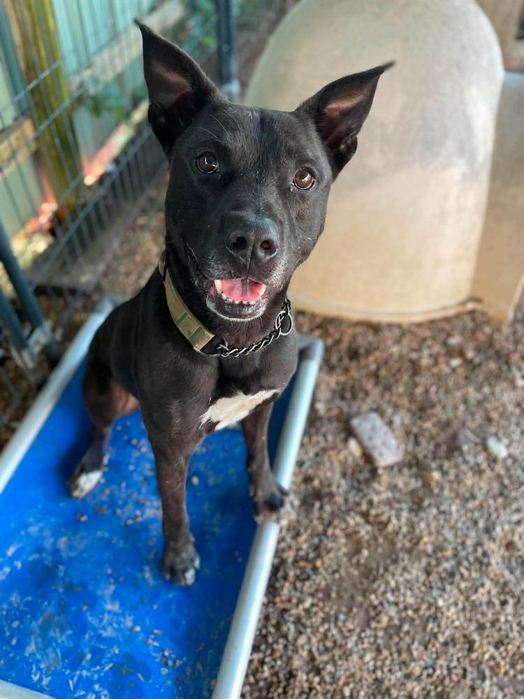 DK- King, a Adoptable mixed breed in Warrenton, MO image 2/6