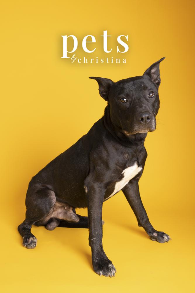 DK- King, a Adoptable mixed breed in Warrenton, MO image 3/6