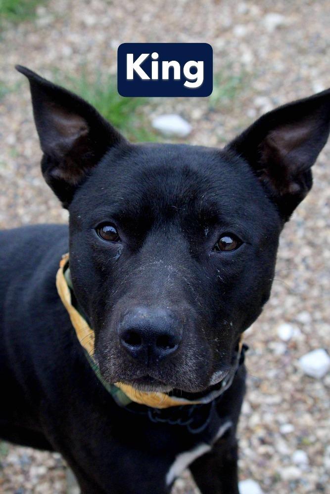 DK- King, a Adoptable mixed breed in Warrenton, MO image 4/6