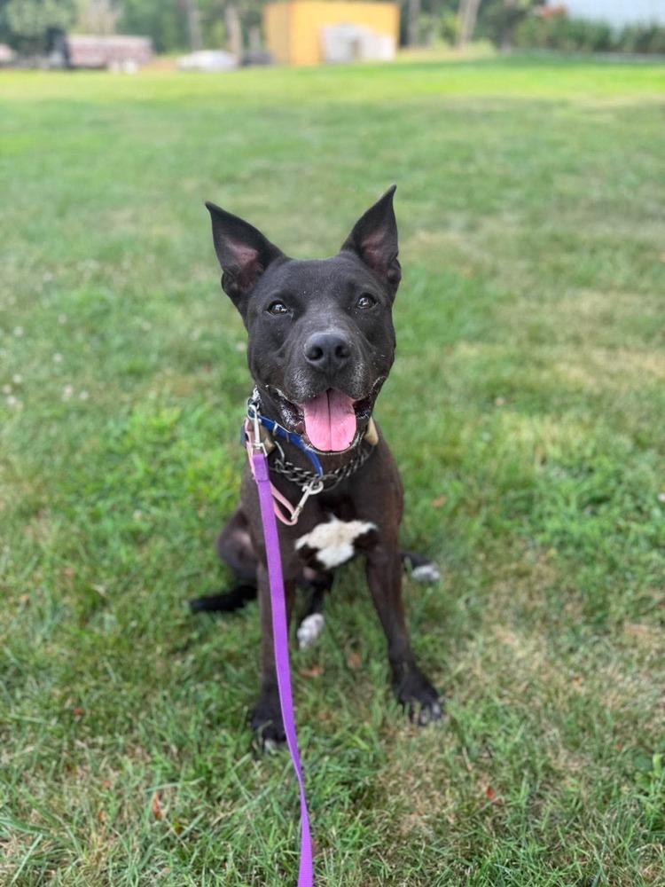 Enlarge DK- King, a Adoptable mixed breed in Warrenton, MO image 5/6