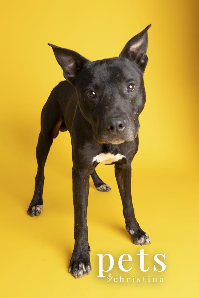 DK- King, a Adoptable mixed breed in Warrenton, MO image 5/6