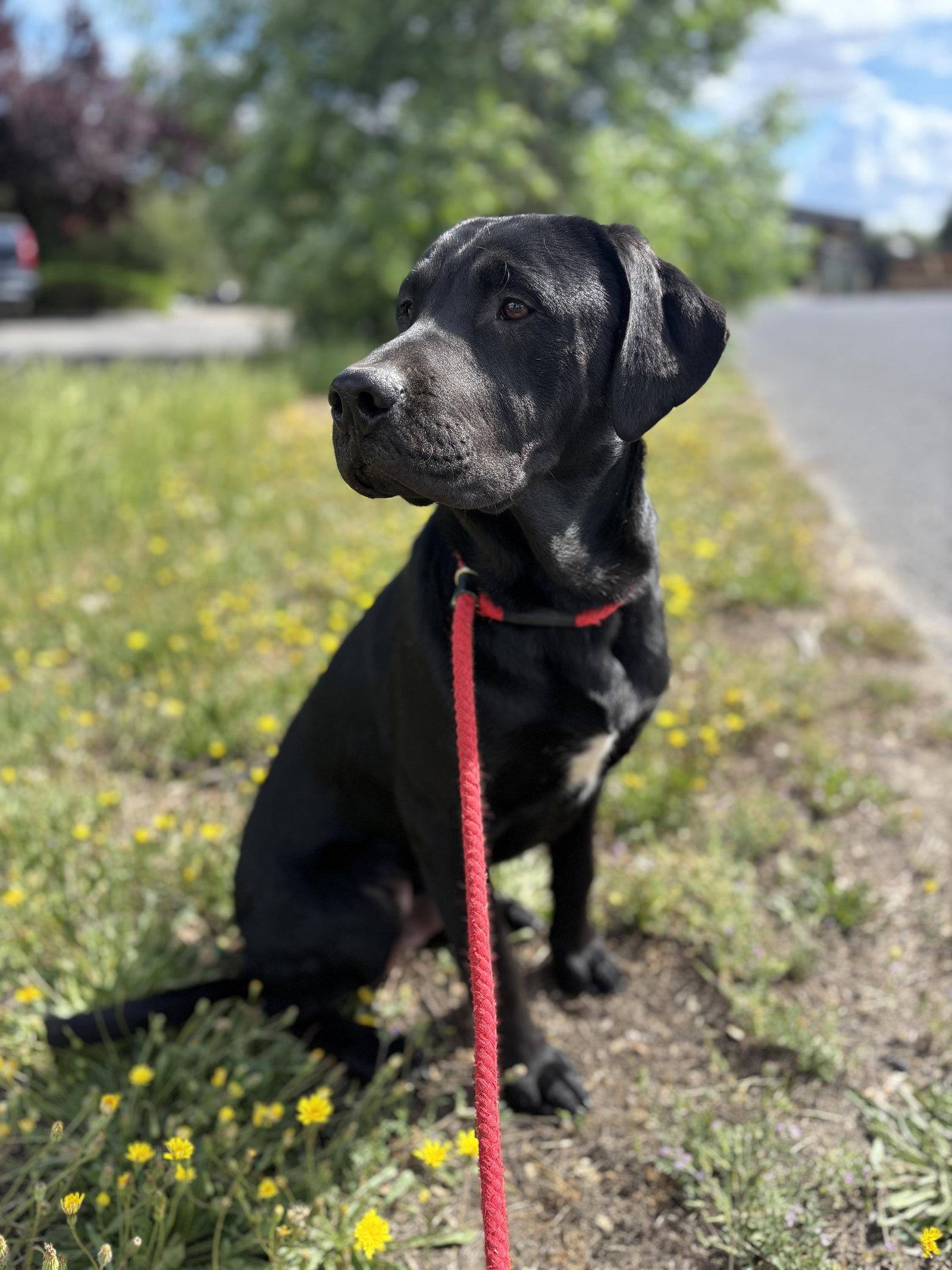 Otis, Adoptable, Young Male Labrador Retriever & Great Pyrenees.