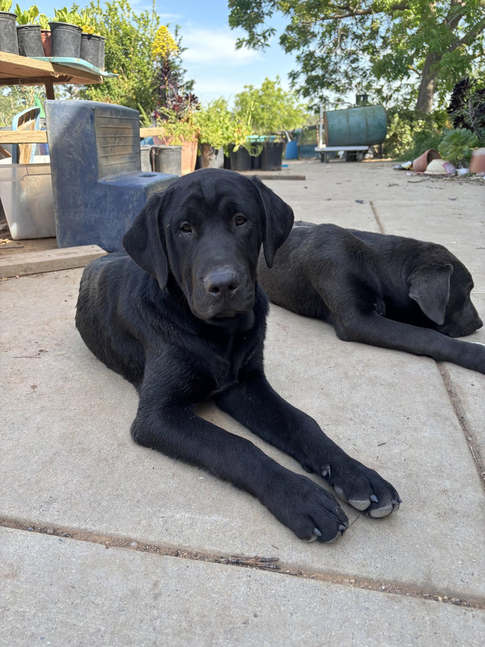 Enlarge Otis, a Adoptable mixed breed in Milpitas, CA image 2/3