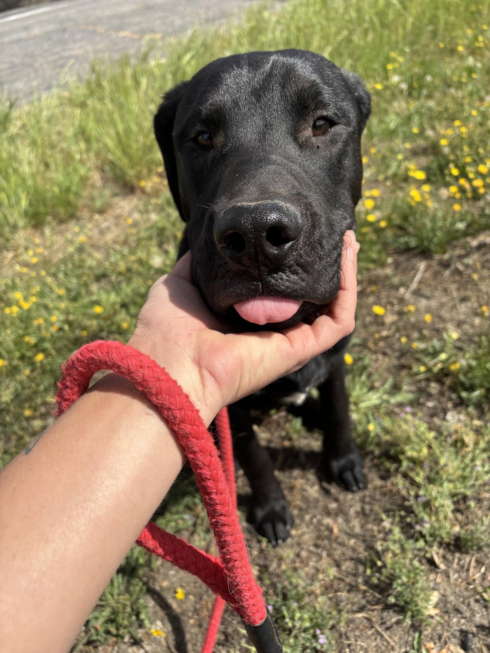Enlarge Otis, a Adoptable mixed breed in Milpitas, CA image 3/3