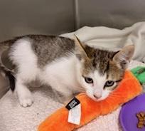 Enlarge Firulas, an adopted Domestic Short Hair in Sherman Oaks, CA image 3/3