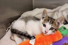 Enlarge Firulas, an adopted Domestic Short Hair in Sherman Oaks, CA image 2/3