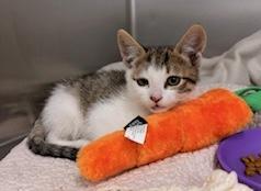 Enlarge Firulas, an adopted Domestic Short Hair in Sherman Oaks, CA image 1/3