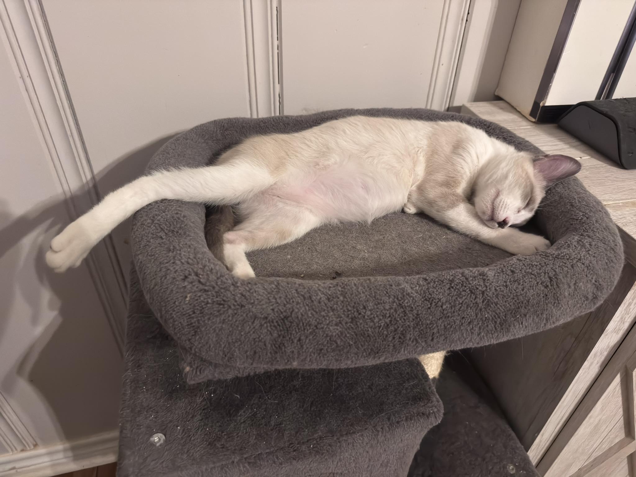 Enlarge ROMAN, an adopted Domestic Short Hair in Flint, TX image 4/4