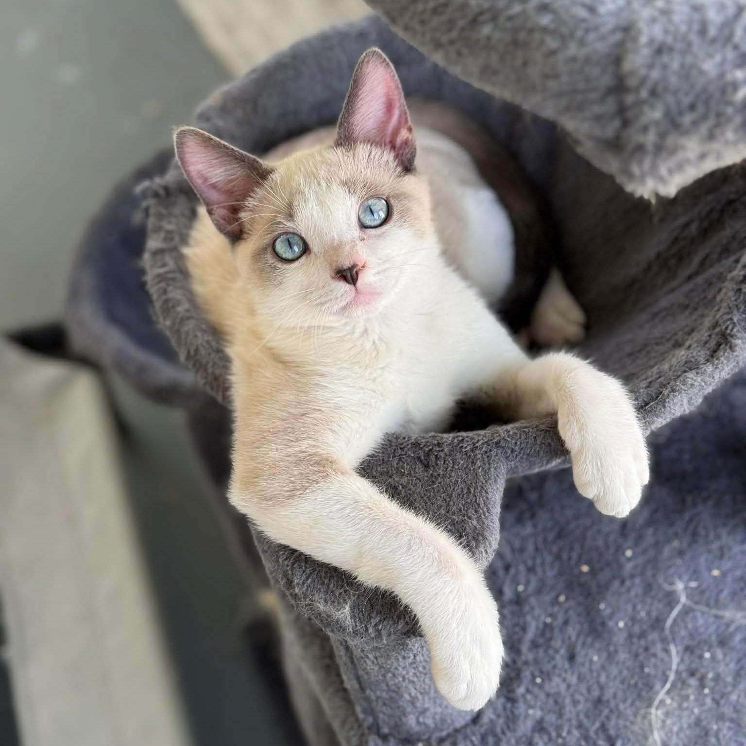 ROMAN, adopted, Kitten Male Domestic Short Hair.