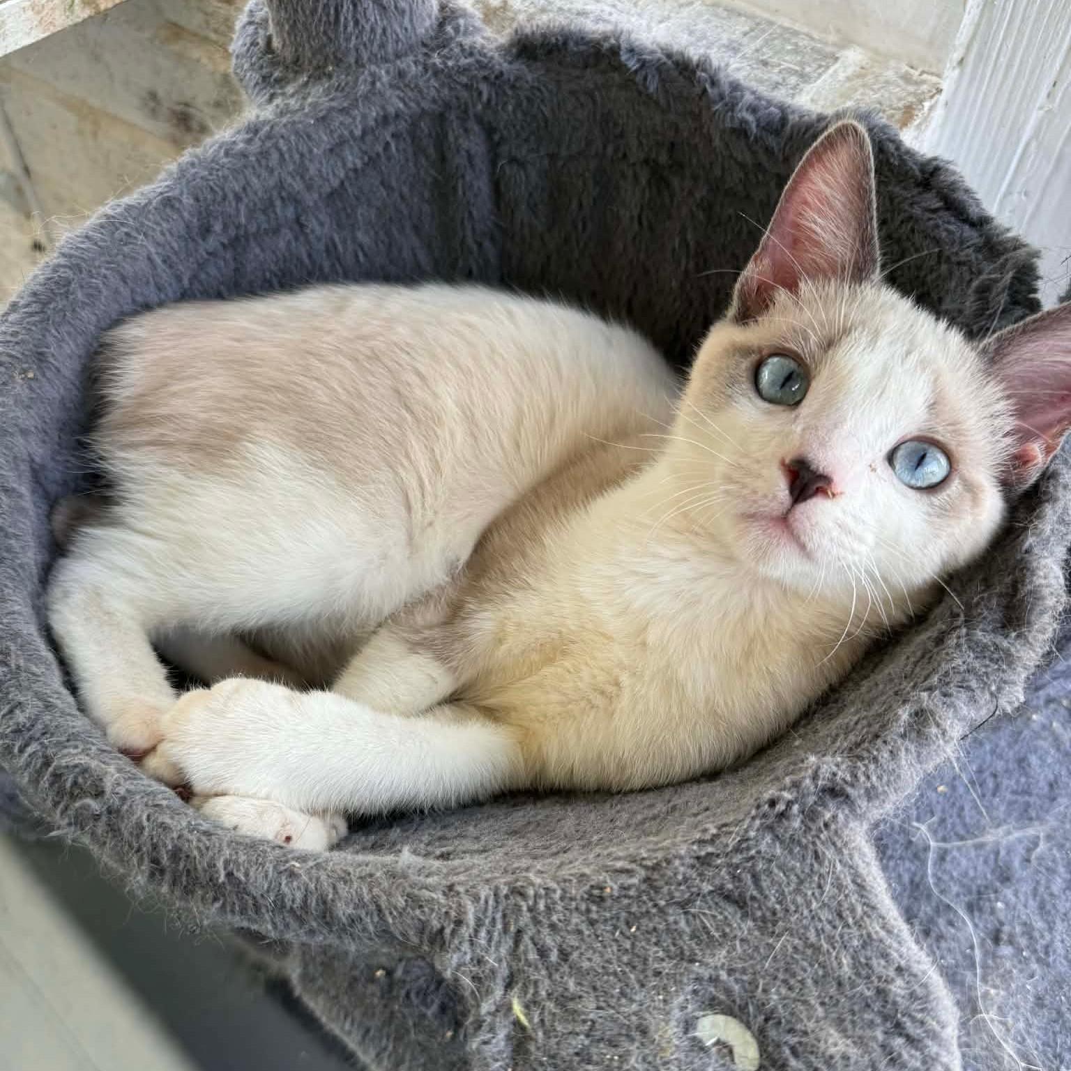 Enlarge ROMAN, an adopted Domestic Short Hair in Flint, TX image 2/4