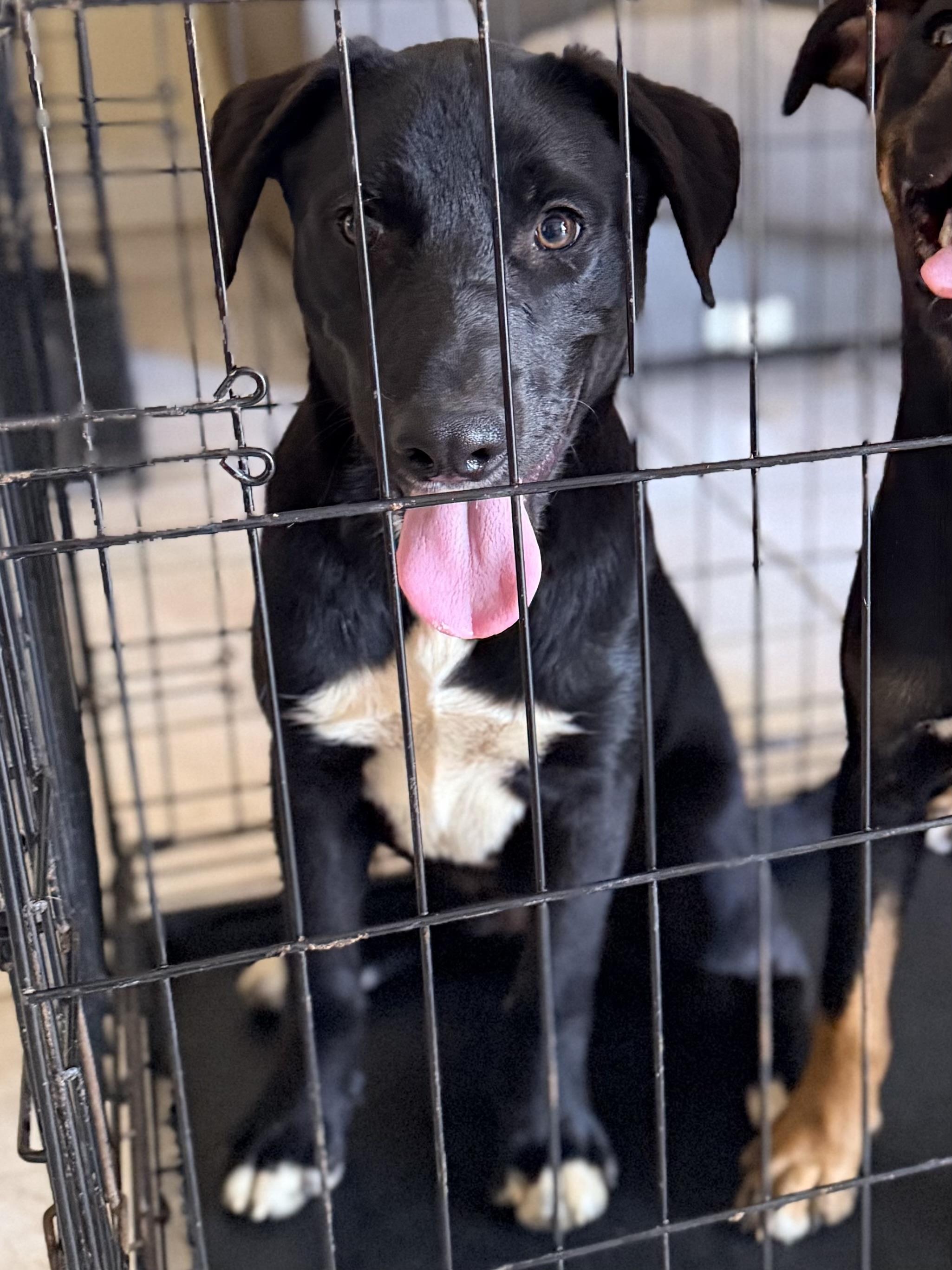 Rolly, ADOPTABLE, Puppy Male Labrador Retriever.