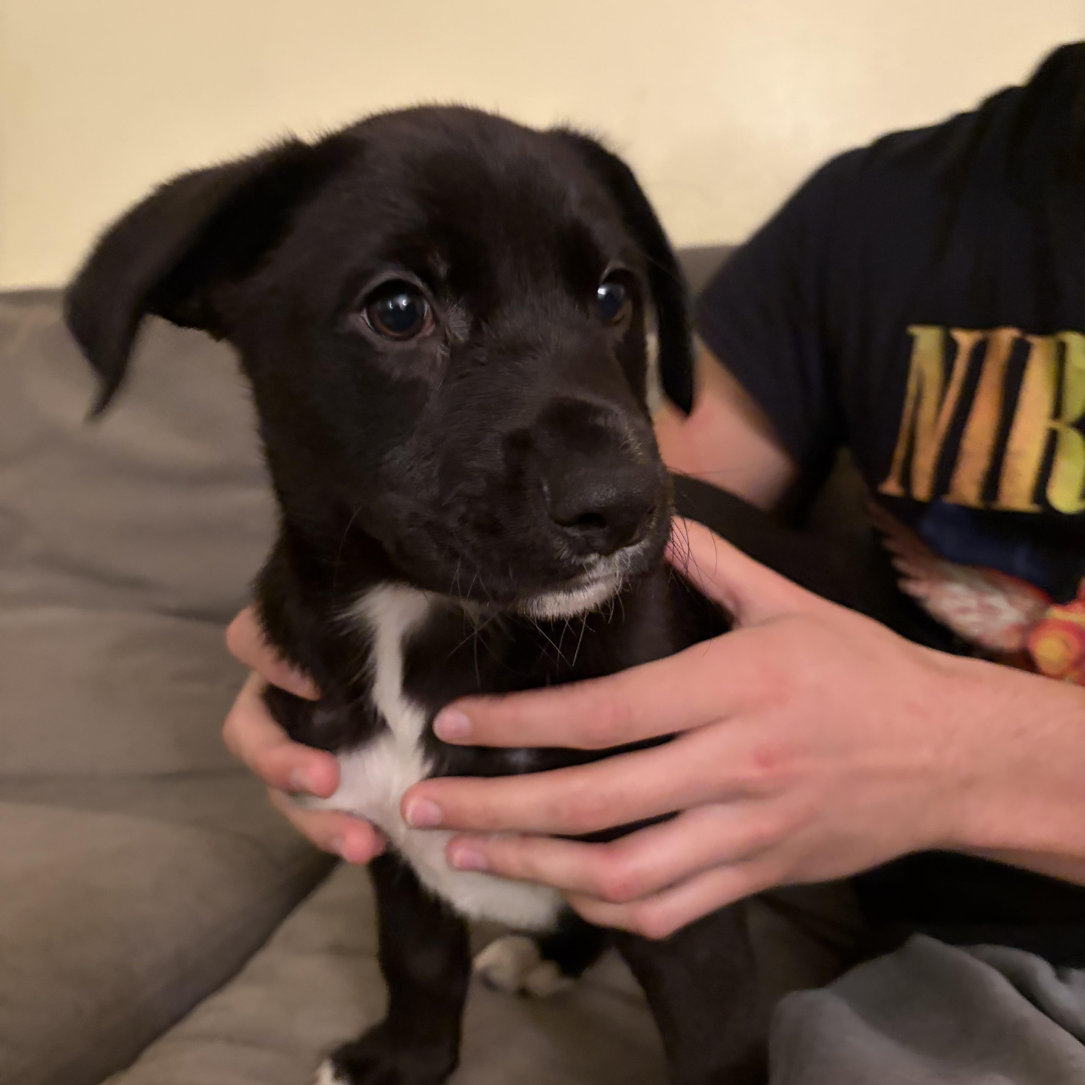 Rolly , a ADOPTABLE mixed breed in Coral gables, FL image 1/3