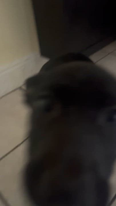 Enlarge Rolly , a ADOPTABLE mixed breed in Coral gables, FL video 2/3