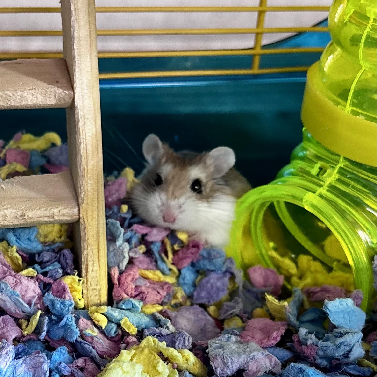 Tobey, Young Male unknown