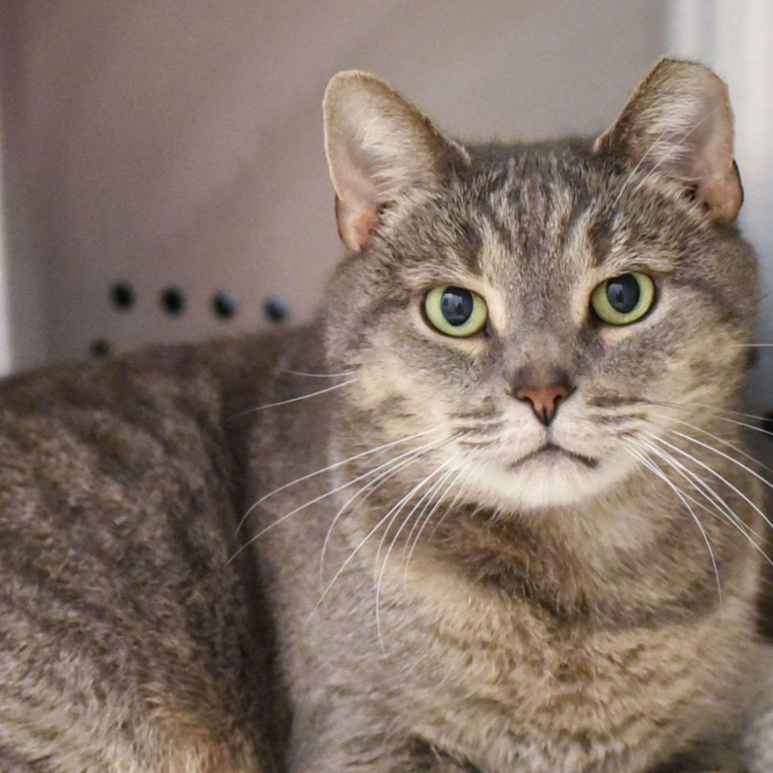 Enlarge Jase, a ADOPTABLE Domestic Short Hair in Baldwin, MD image 1/1