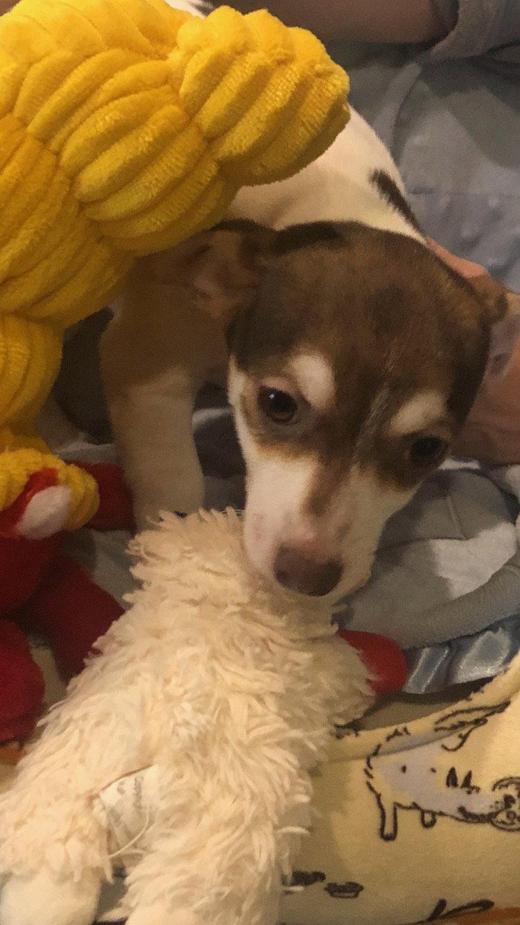 Enlarge Tutti Fruitti, a Adopted mixed breed in Texarkana, TX image 1/2