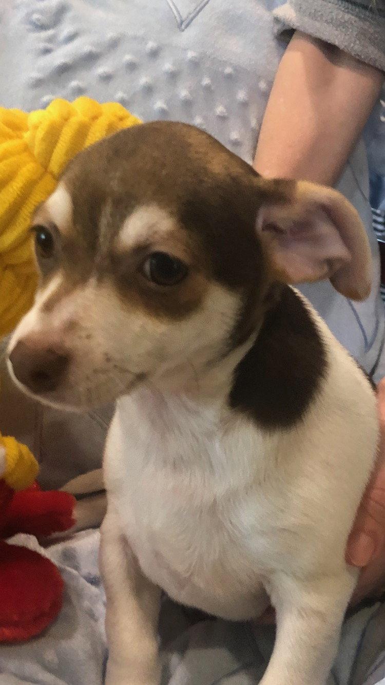 Enlarge Tutti Fruitti, a Adopted mixed breed in Texarkana, TX image 2/2