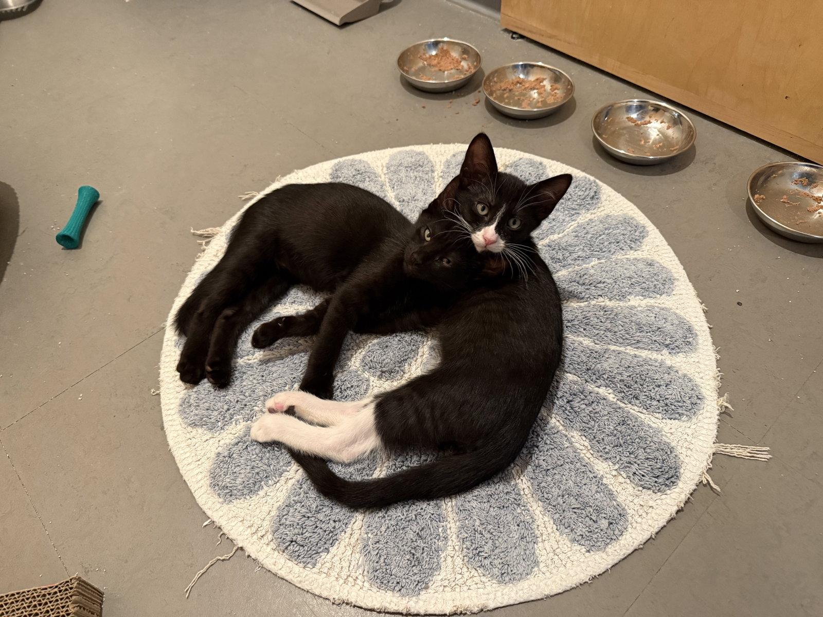 Newton (bonded with Joules), Adoptable, Young Male Domestic Short Hair.