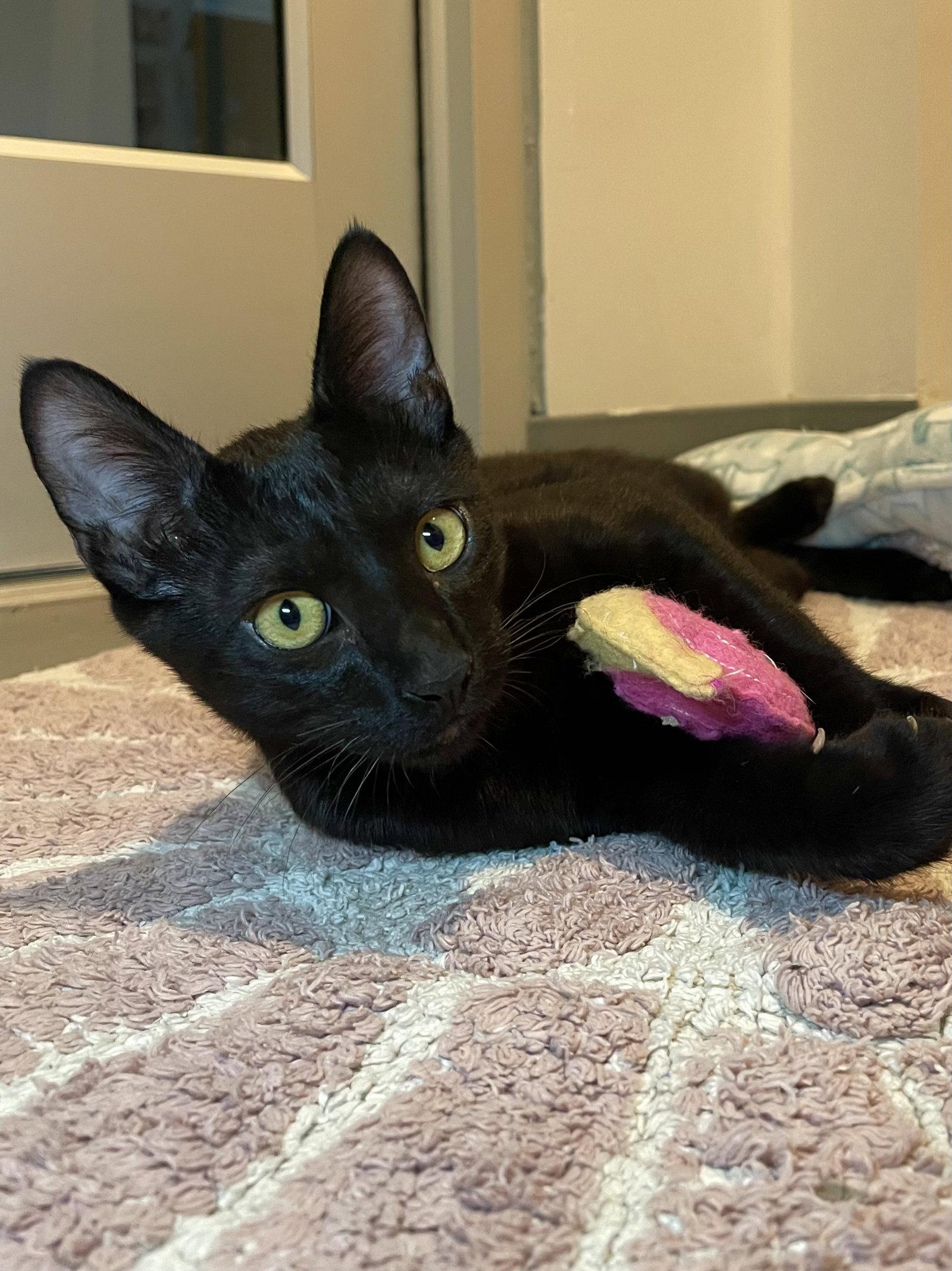 Newton (bonded with Joules), Adoptable, Kitten Male Domestic Short Hair.