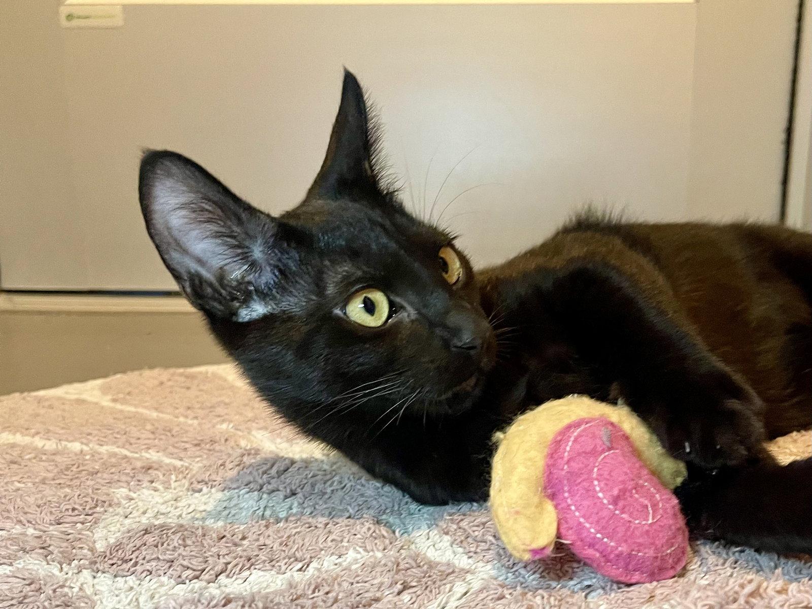 Enlarge Newton (bonded with Joules), a Adoptable Domestic Short Hair in Oakland, CA image 2/3