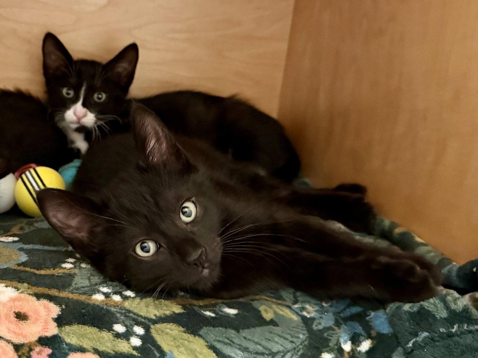 Newton (bonded with Joules), a Adoptable Domestic Short Hair in Oakland, CA image 2/3