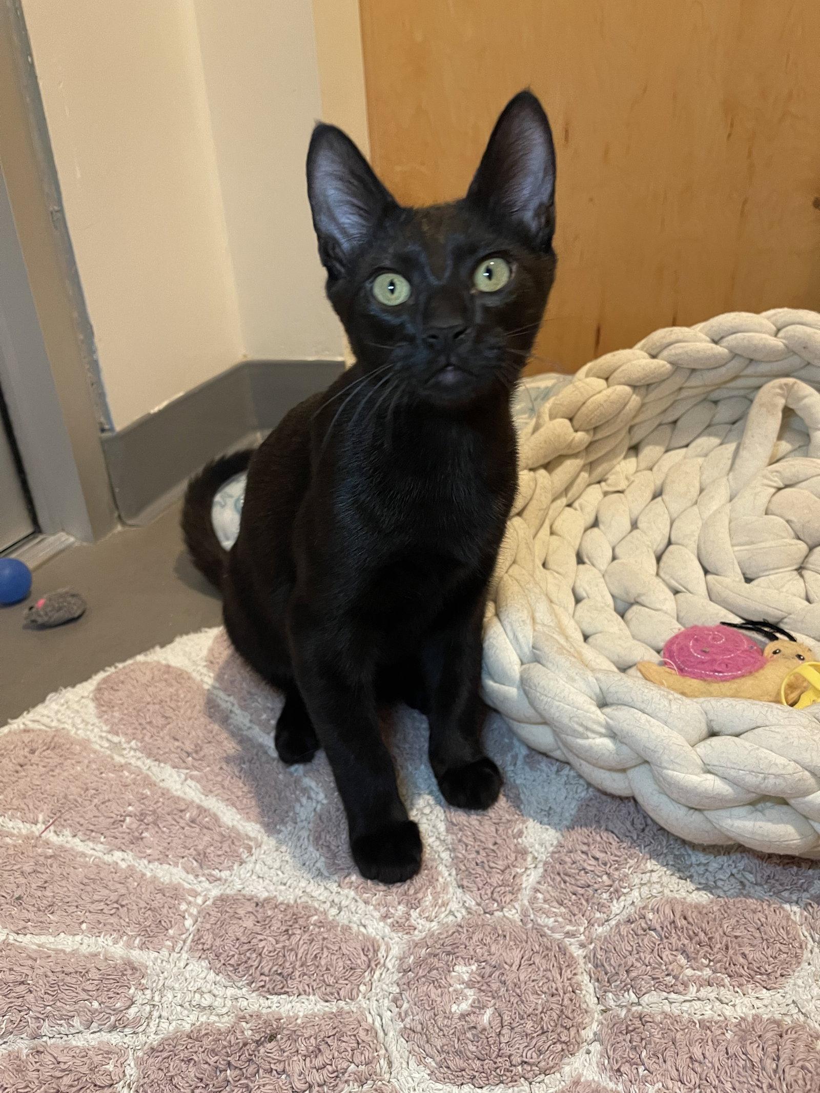 Enlarge Newton (bonded with Joules), a Adoptable Domestic Short Hair in Oakland, CA image 3/3