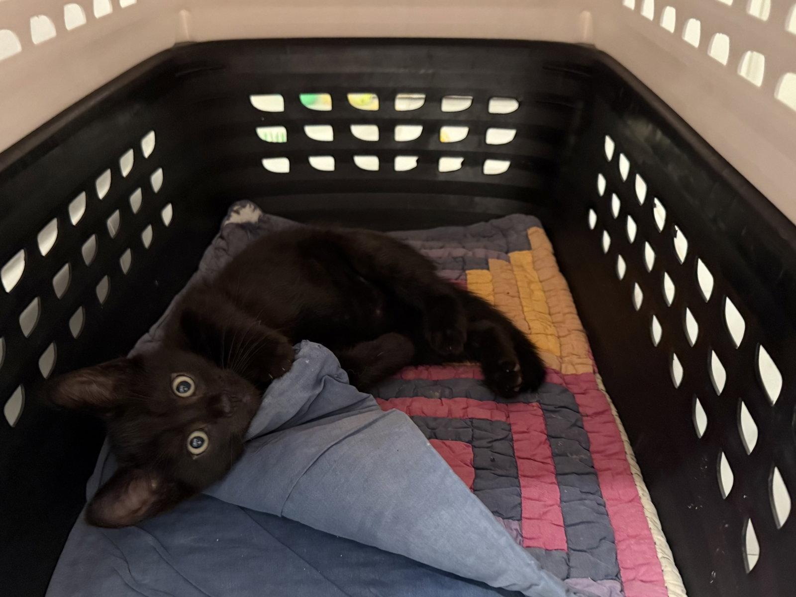 Newton (bonded with Joules), a Adoptable Domestic Short Hair in Oakland, CA image 3/3