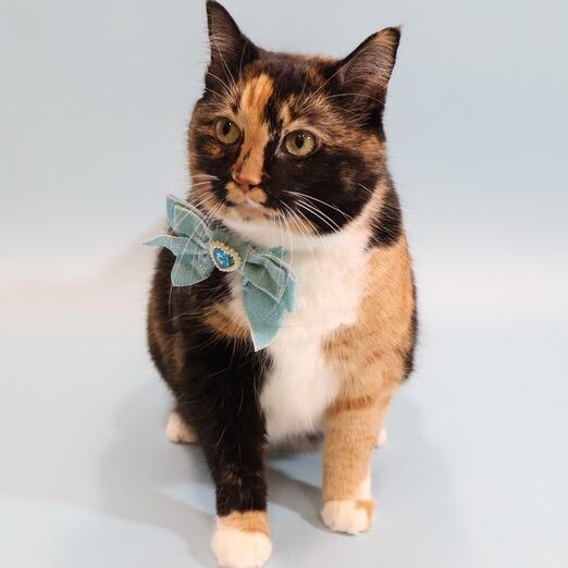 Enlarge Pickles, a Adoptable mixed breed in Silver Spring, MD image 1/6