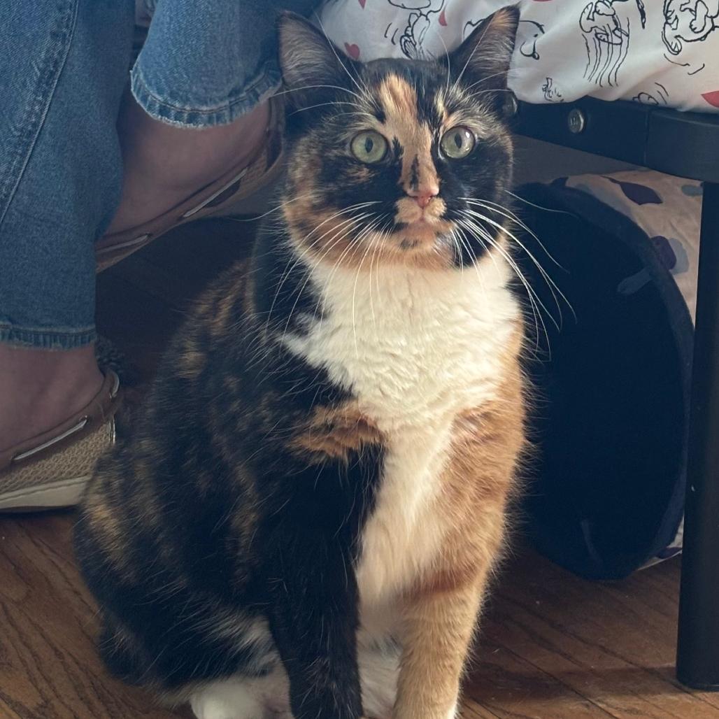 Enlarge Pickles, a Adoptable mixed breed in Silver Spring, MD image 2/6