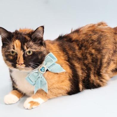 Enlarge Pickles, a Adoptable mixed breed in Silver Spring, MD image 6/6