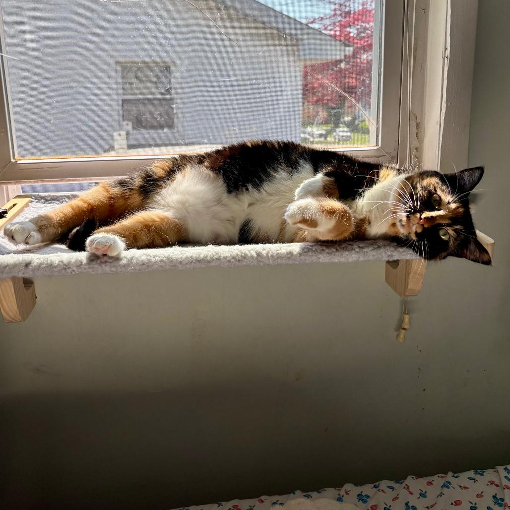 Enlarge Pickles, a Adoptable mixed breed in Silver Spring, MD image 3/6