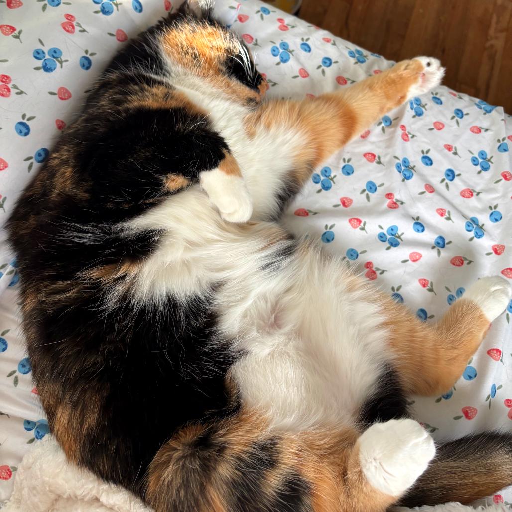 Enlarge Pickles, a Adoptable mixed breed in Silver Spring, MD image 4/6