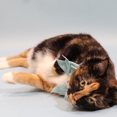 Enlarge Pickles, a Adoptable mixed breed in Silver Spring, MD image 5/6