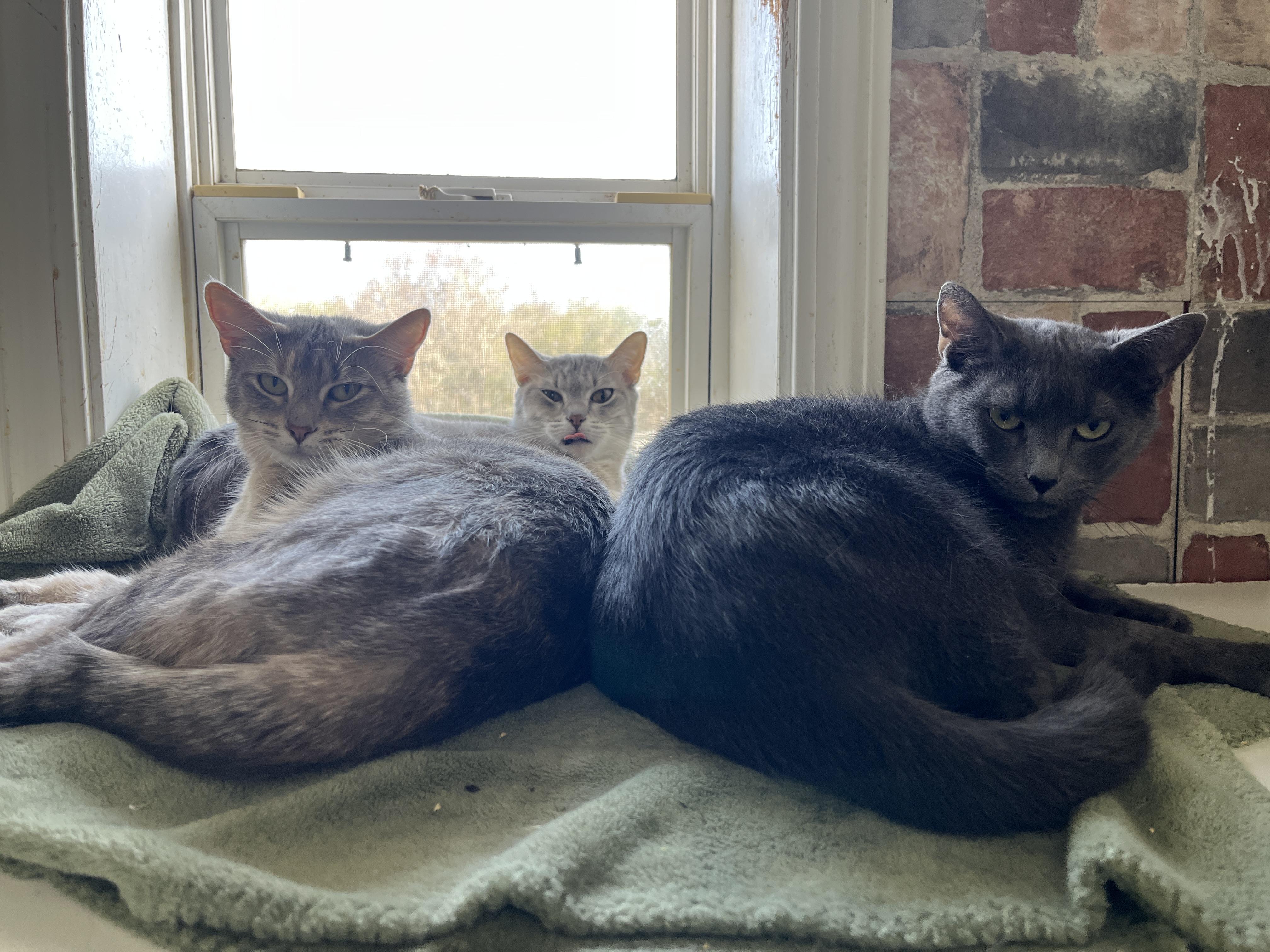 Enlarge Evangeline, a Adoptable Domestic Short Hair in McKenzie, TN image 3/3