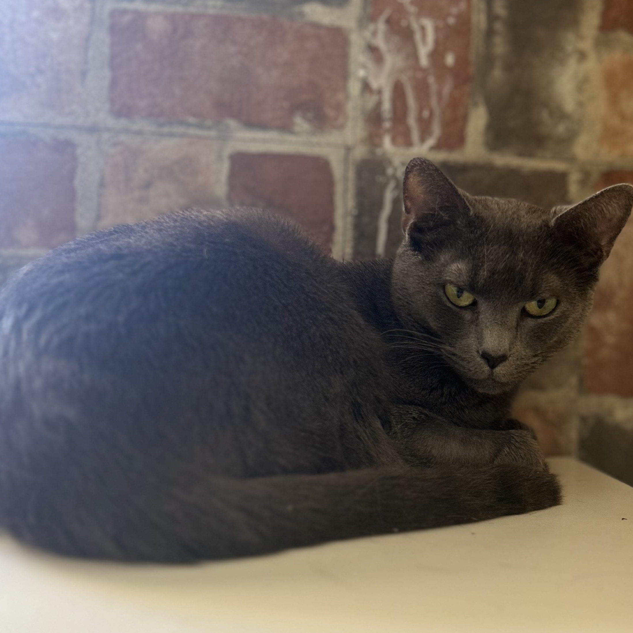 Enlarge Evangeline, a Adoptable Domestic Short Hair in McKenzie, TN image 1/3