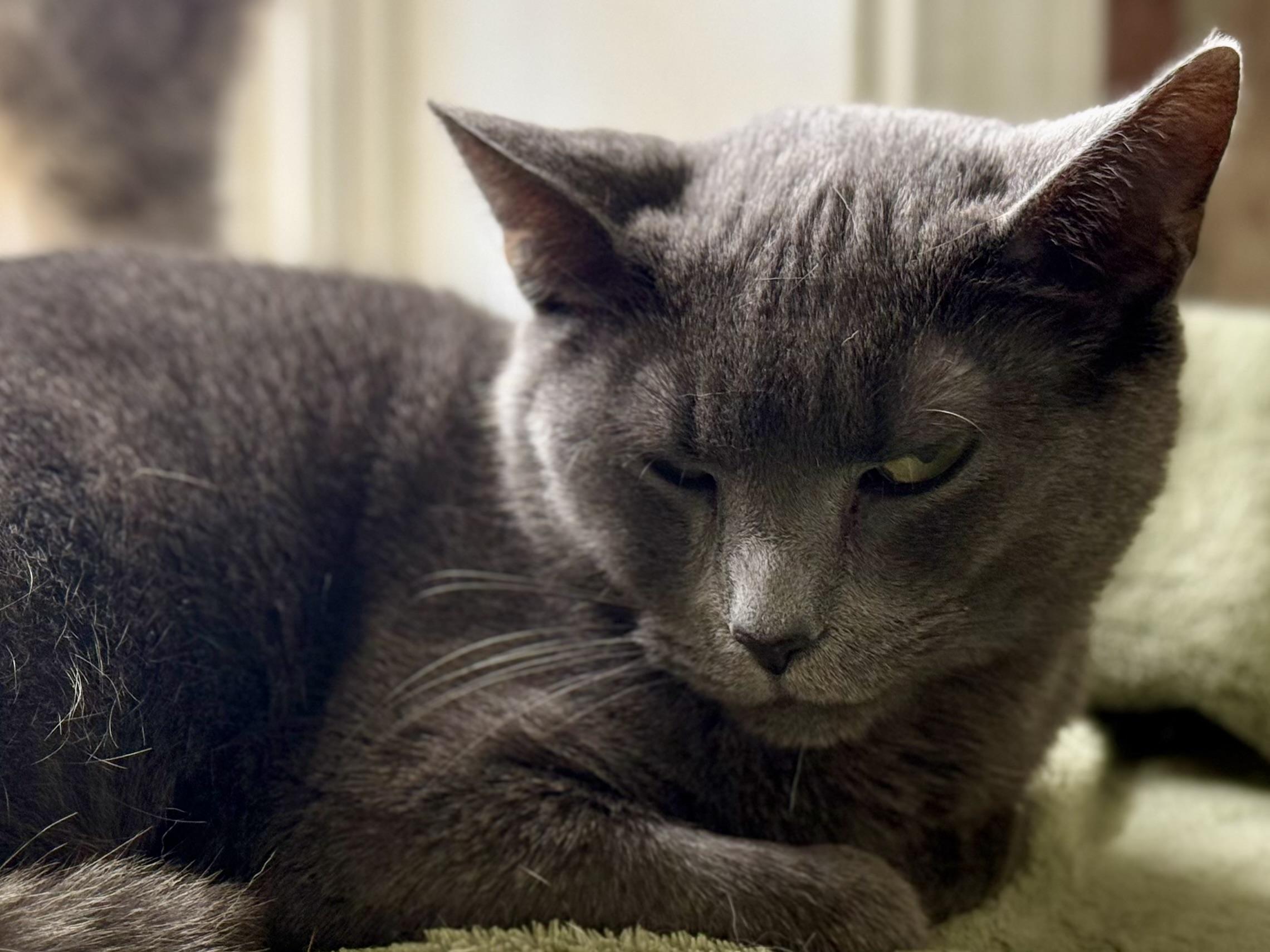 Enlarge Evangeline, a Adoptable Domestic Short Hair in McKenzie, TN image 2/3