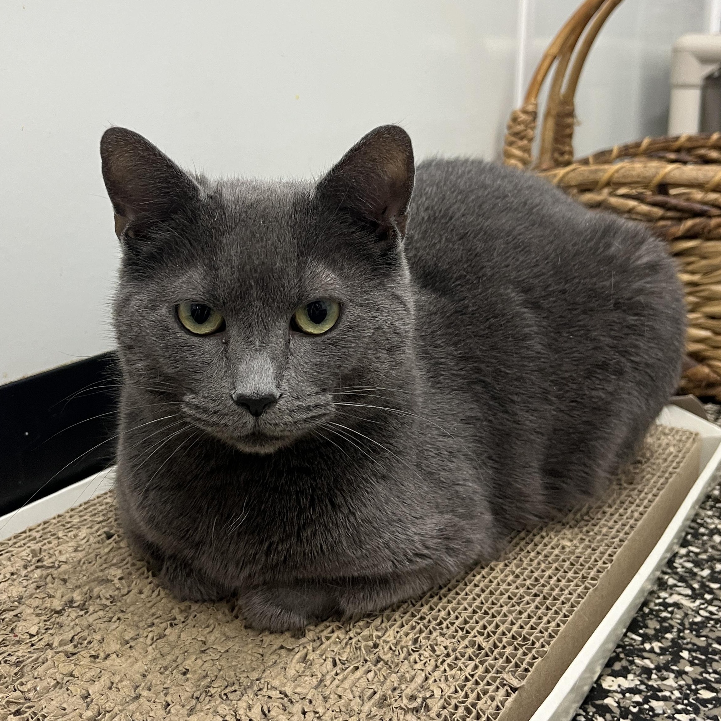 Evangeline, Adoptable, Adult Female Domestic Short Hair.