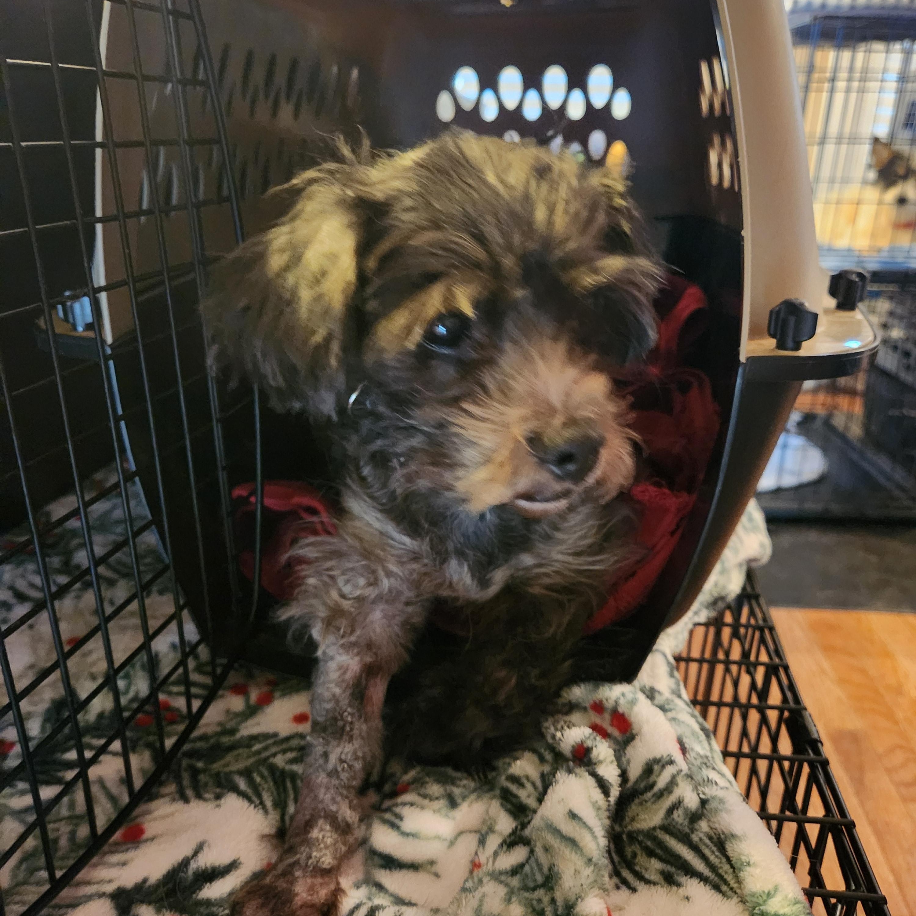 Enlarge CHUCKY, a ADOPTABLE Shih Tzu in Troutman, NC image 2/6