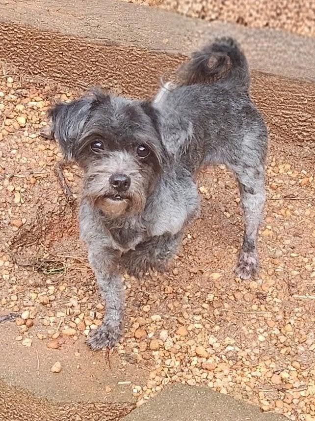 Enlarge CHUCKY, a ADOPTABLE mixed breed in Troutman, NC image 1/5