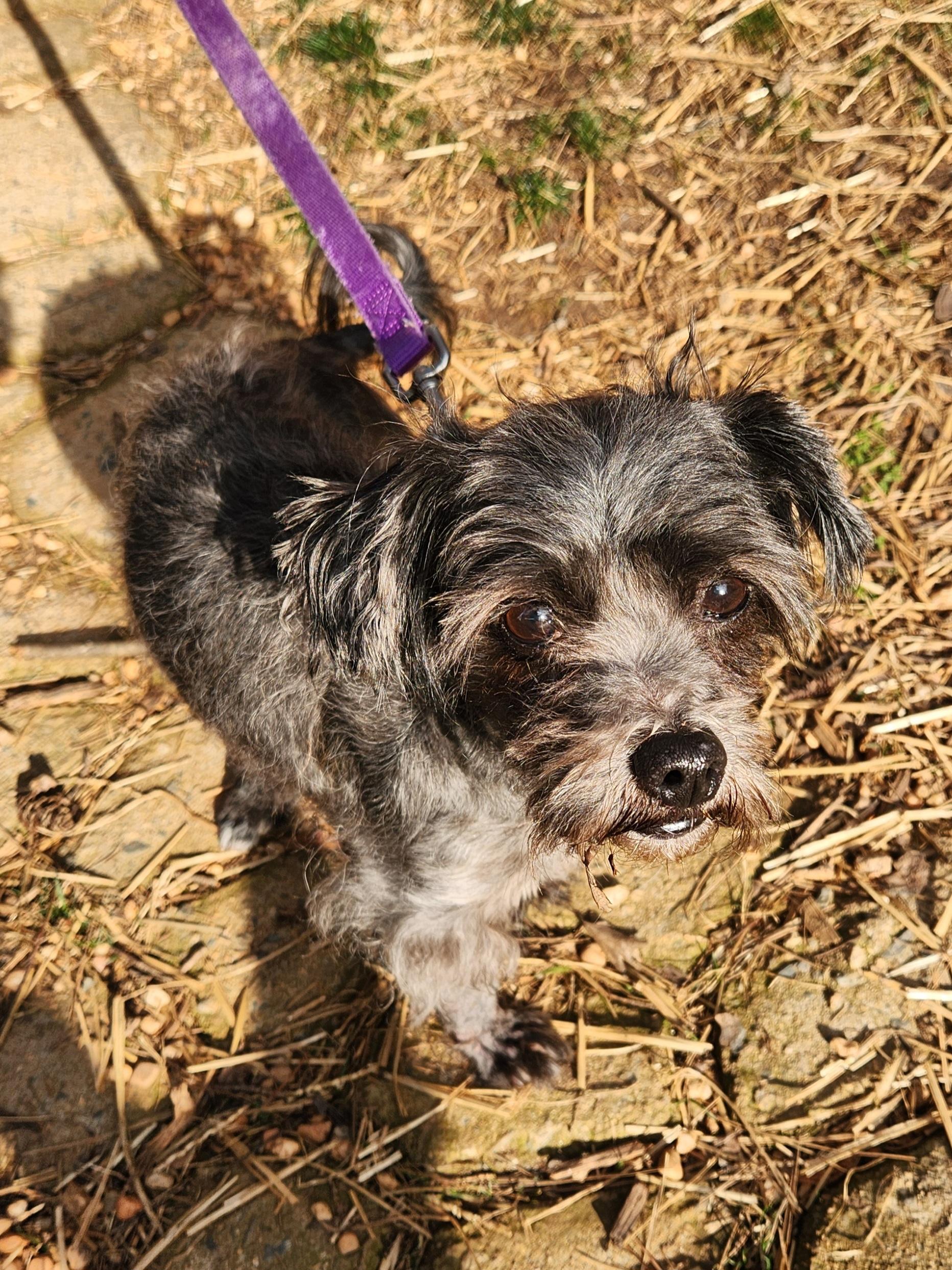 Enlarge CHUCKY, a ADOPTABLE Shih Tzu in Troutman, NC image 1/6